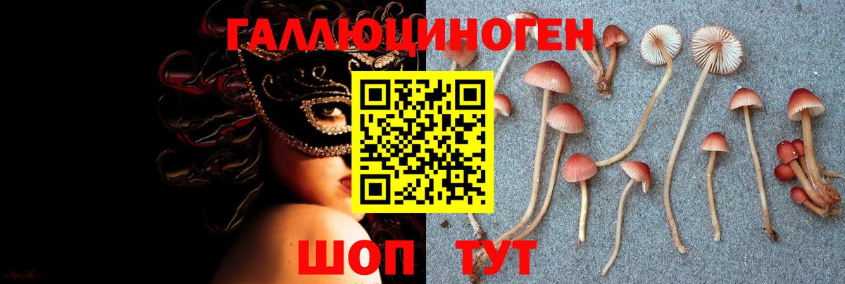 Галлюциногенные грибы Psilocybe  Вход с VPN  Россия 